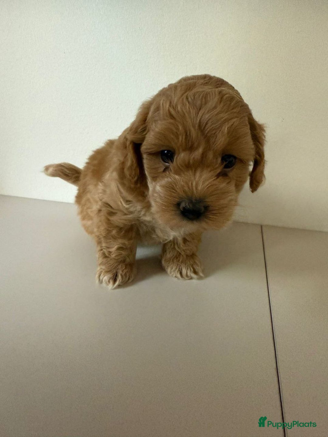 Maltipoo honden te koop: malteserpoedel pup, 7 weken - Advertentie 5
