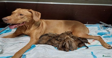 Rhodesian Ridgeback honden - Advertentie 2