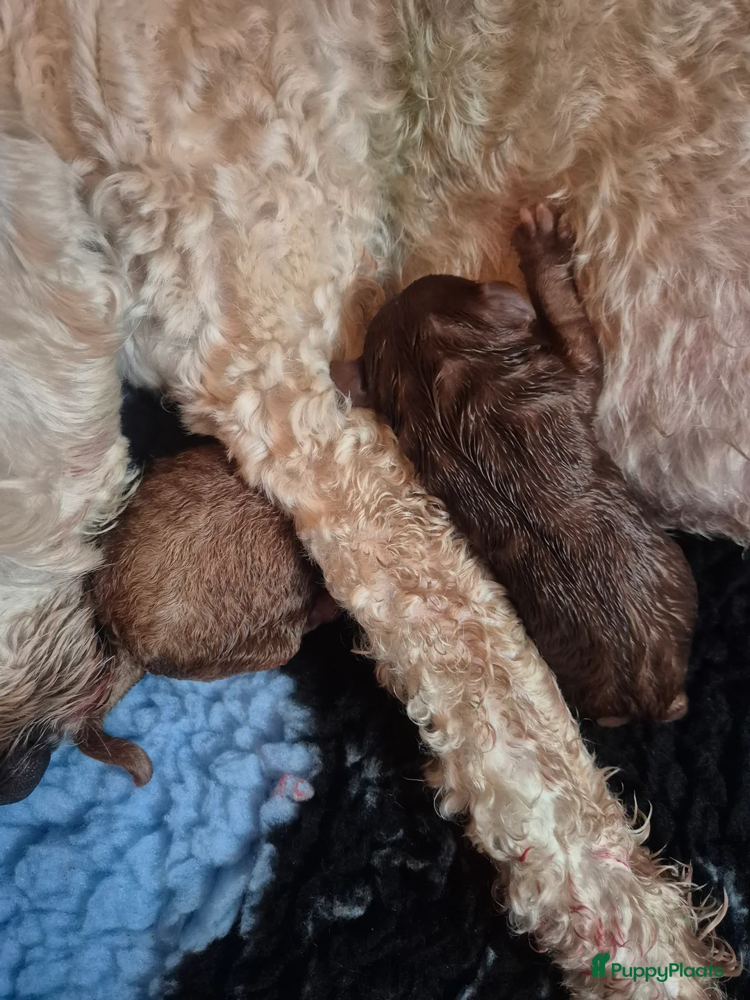 Labradoodle honden te koop: Lieve labradoodles  - Advertentie 9