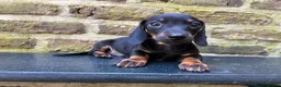 Teckel (korthaar)  honden te koop: Nog drie teckel reutjes  - Advertentie 15