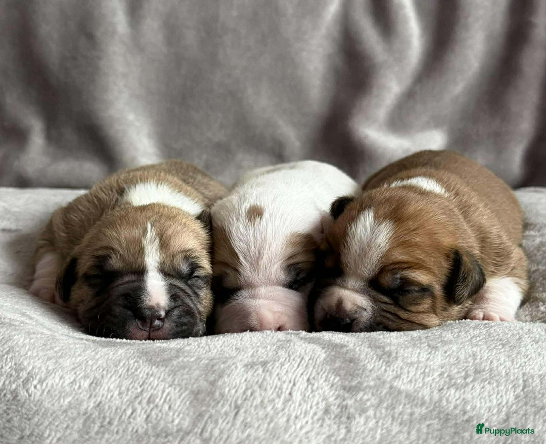 American Staffordshire Terriër honden te koop: American staffordshire terriër pups met stamboom - Advertentie 9