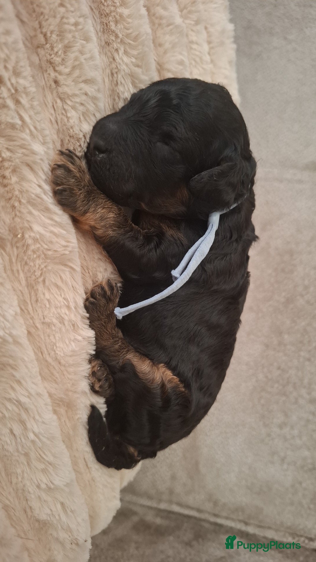 Kruising honden 🩷💙GEBOREN Toy / dwerg poedel pups STAMBOOM 🩷💙 - Advertentie 11