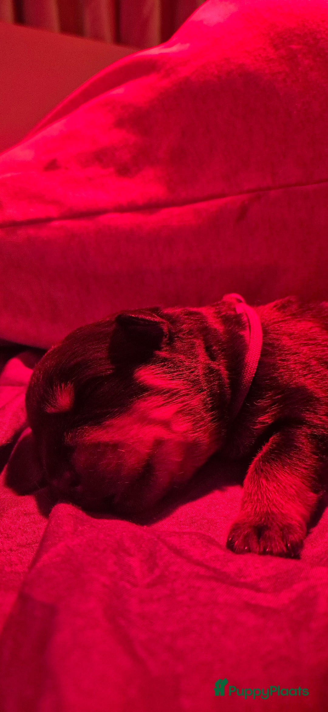 Rottweiler honden te koop: Nest F 27.11.2025 - Advertentie 22