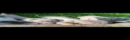 Amerikaanse Bully honden te koop: American Bully XL - Advertentie 18