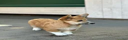 Welsh Corgi Pembroke honden te koop: Welsh Pembroke Corgi Puppy in Losser - Advertentie 5