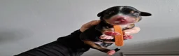 Bernedoodle honden te koop: Medium Bernedoodle - Advertentie 6