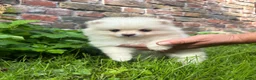 Pomeriaan honden te koop: Pomeriaan puppy - Advertentie 10