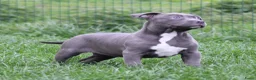 American Staffordshire Terriër honden te koop: Amerikaanse Stafford pup - Advertentie 2