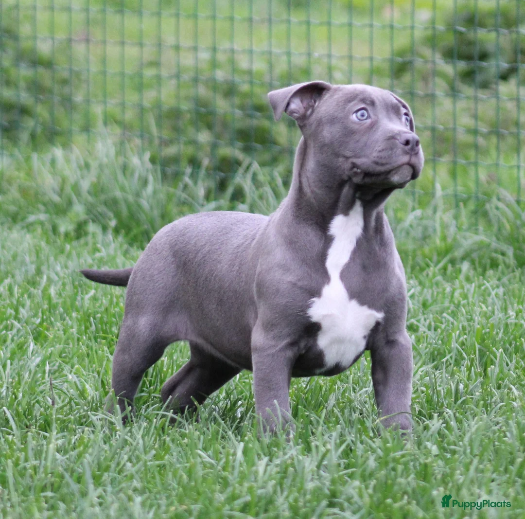 American Staffordshire Terriër honden te koop: Amerikaanse Stafford pup - Advertentie 2