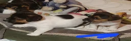 Jack Russel Terriër honden te koop: Gezonde raszuiver gefokt Jack Russel pups laagbeen - Advertentie 23