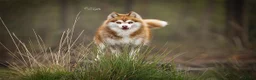 Pomsky honden te koop: Prachtige Pomsky pups - Advertentie 1