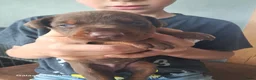 Dobermann honden te koop: Dobermann pups uit huiselijke sfeer - Advertentie 4