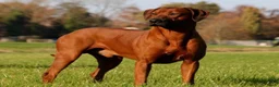 Rhodesian Ridgeback honden te koop: Rhodesian Ridgeback pups verwacht kennel Majaliwa  - Advertentie 8
