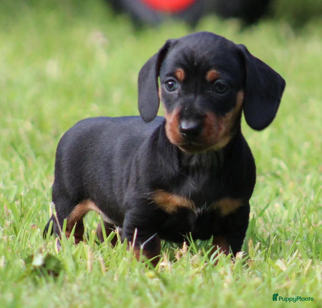 Teckel (korthaar)  honden te koop: Teckel pups - Advertentie 2