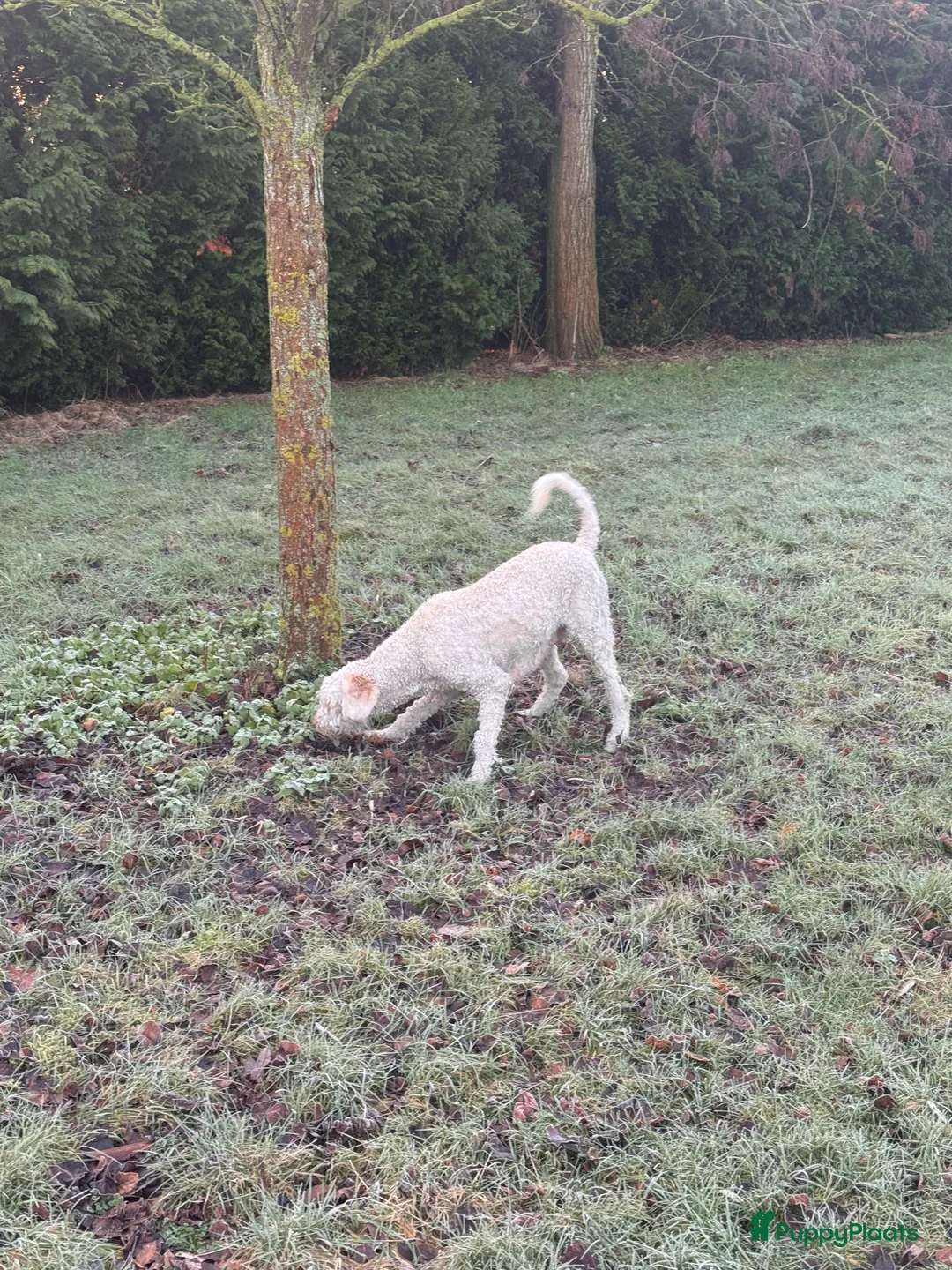 Labradoodle honden te koop: Labradoodle pups - Advertentie 10