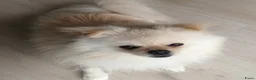 Pomeriaan honden te koop: Prachtige crèmekleurige pomeriaan pups (dwergkees) - Advertentie 3