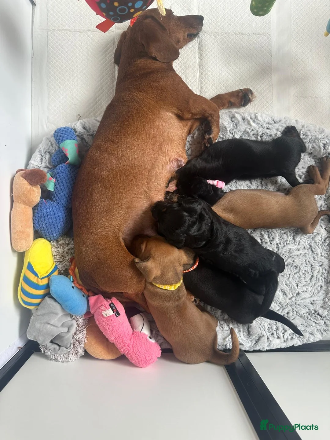 Teckel (korthaar)  honden te koop: Teckel pups - Advertentie 16