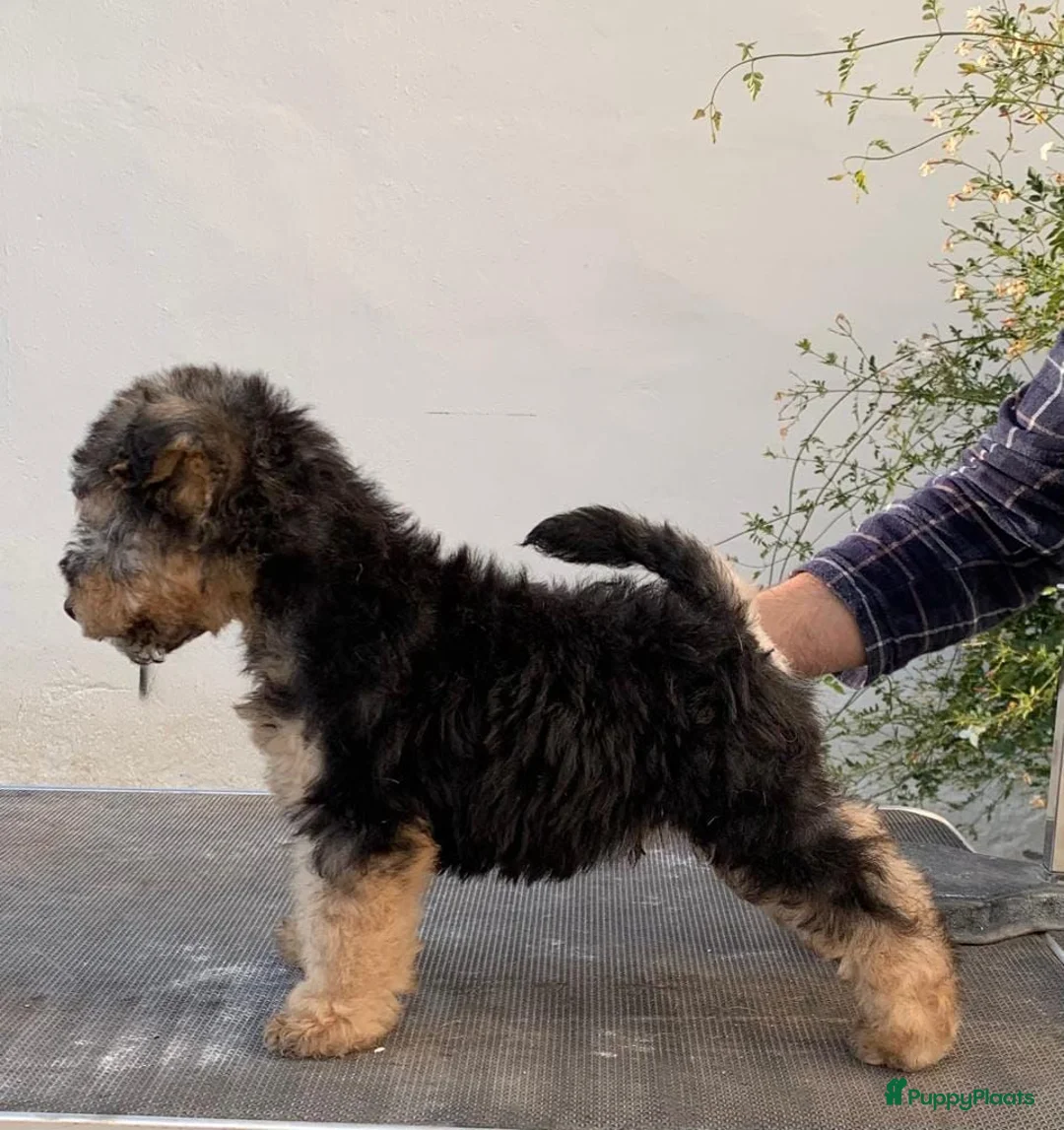 Lakeland Terriër honden te koop: Lakeland reu voor herplaatsing - Advertentie 2