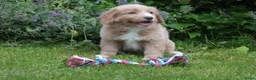 Nova Scotia Duck Tolling Retriever honden te koop: Mooie nova scotia duck tolling retriever pups  - Advertentie 9
