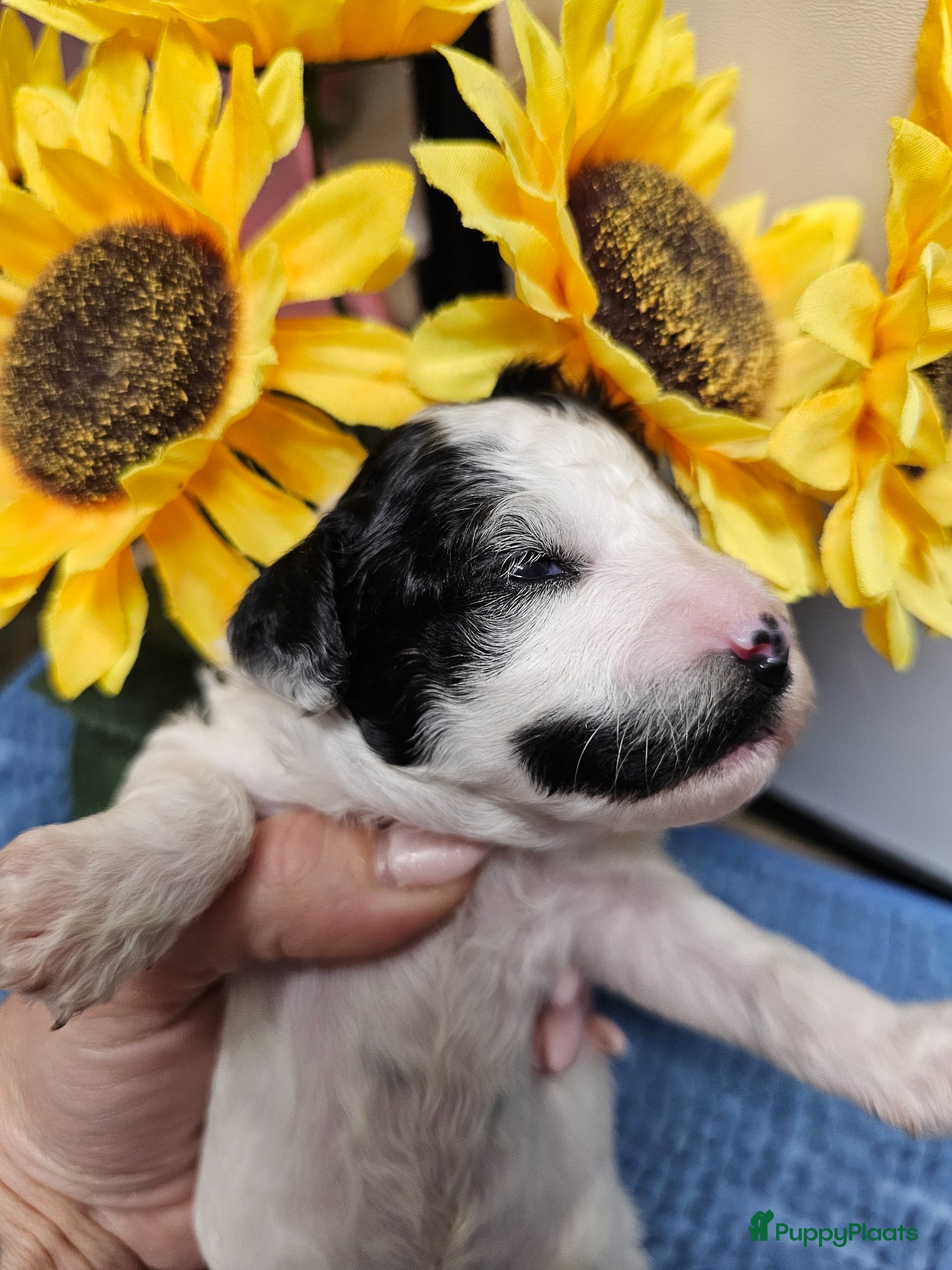 Poedel Toy honden te koop: Knappe toy poedel pups - Advertentie 16