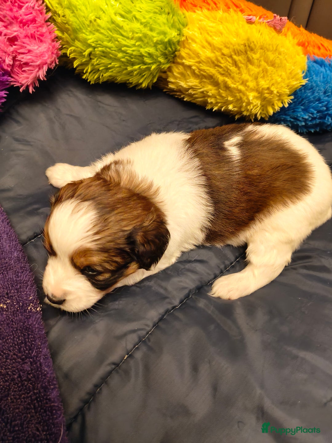 Kooikerhondje honden te koop: Lieve Kooikerpups beschikbaar reserveren nu  - Advertentie 12