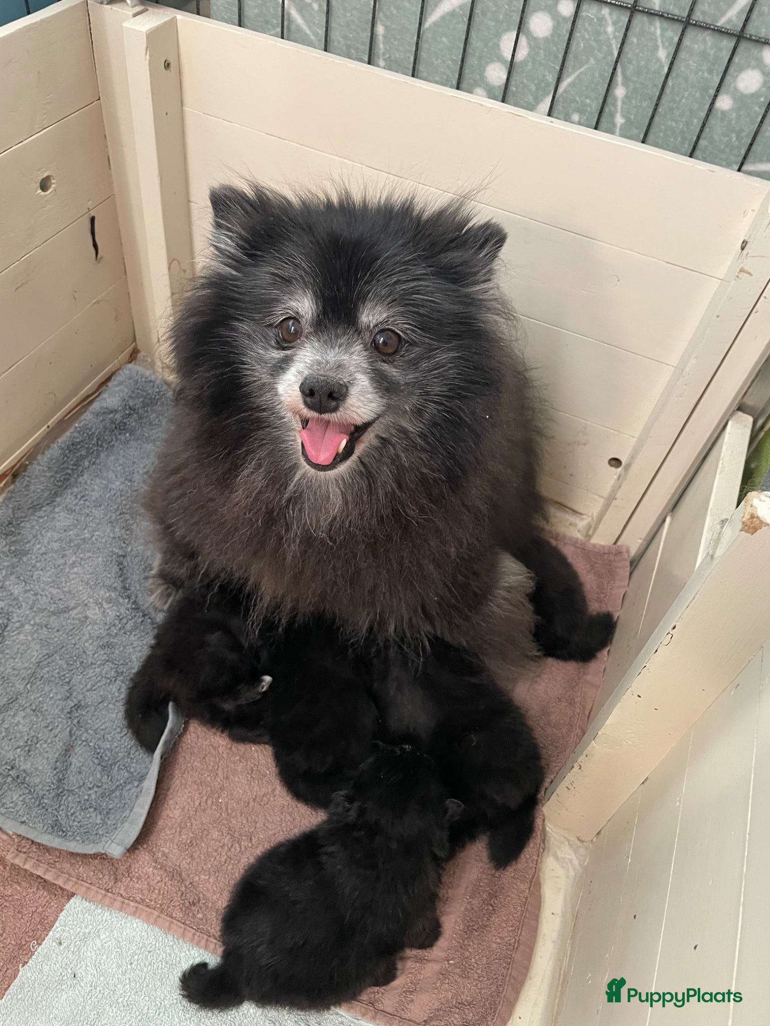 Pomeriaan honden 5 Prachtige Pomeriaan/dwergkees pups.❤️ - Advertentie 1