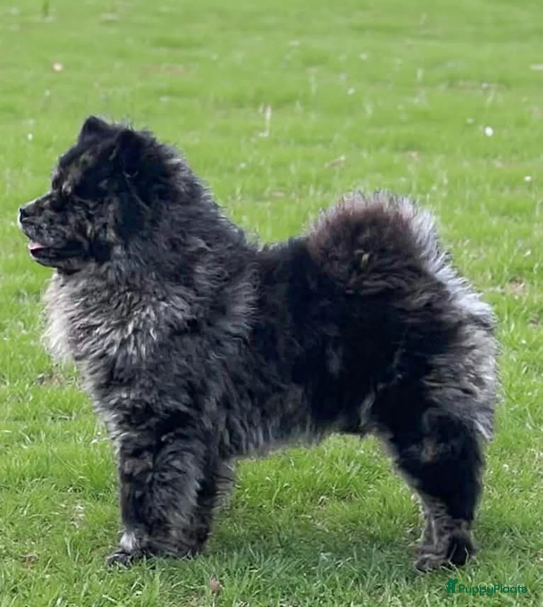 Chow Chow honden te koop: Chow Chow pups - Advertentie 11