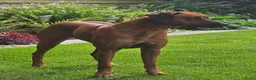 Rhodesian Ridgeback honden te koop: Rhodesian Ridgeback pups verwacht kennel Majaliwa  - Advertentie 4