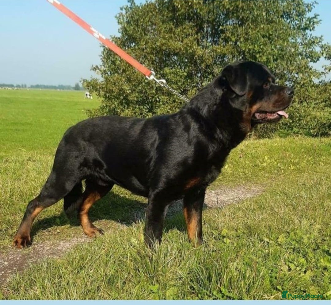 Rottweiler honden te koop: Mooie Rottweiler pups - Afbeelding 24