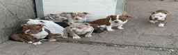Amerikaanse Bully honden te koop: American bully pocket pups - Advertentie 4