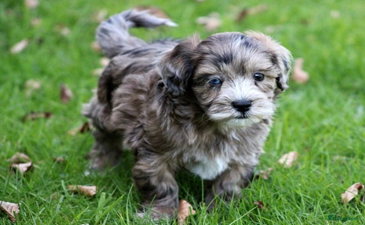 Boomer pups te koop | Puppyplaats