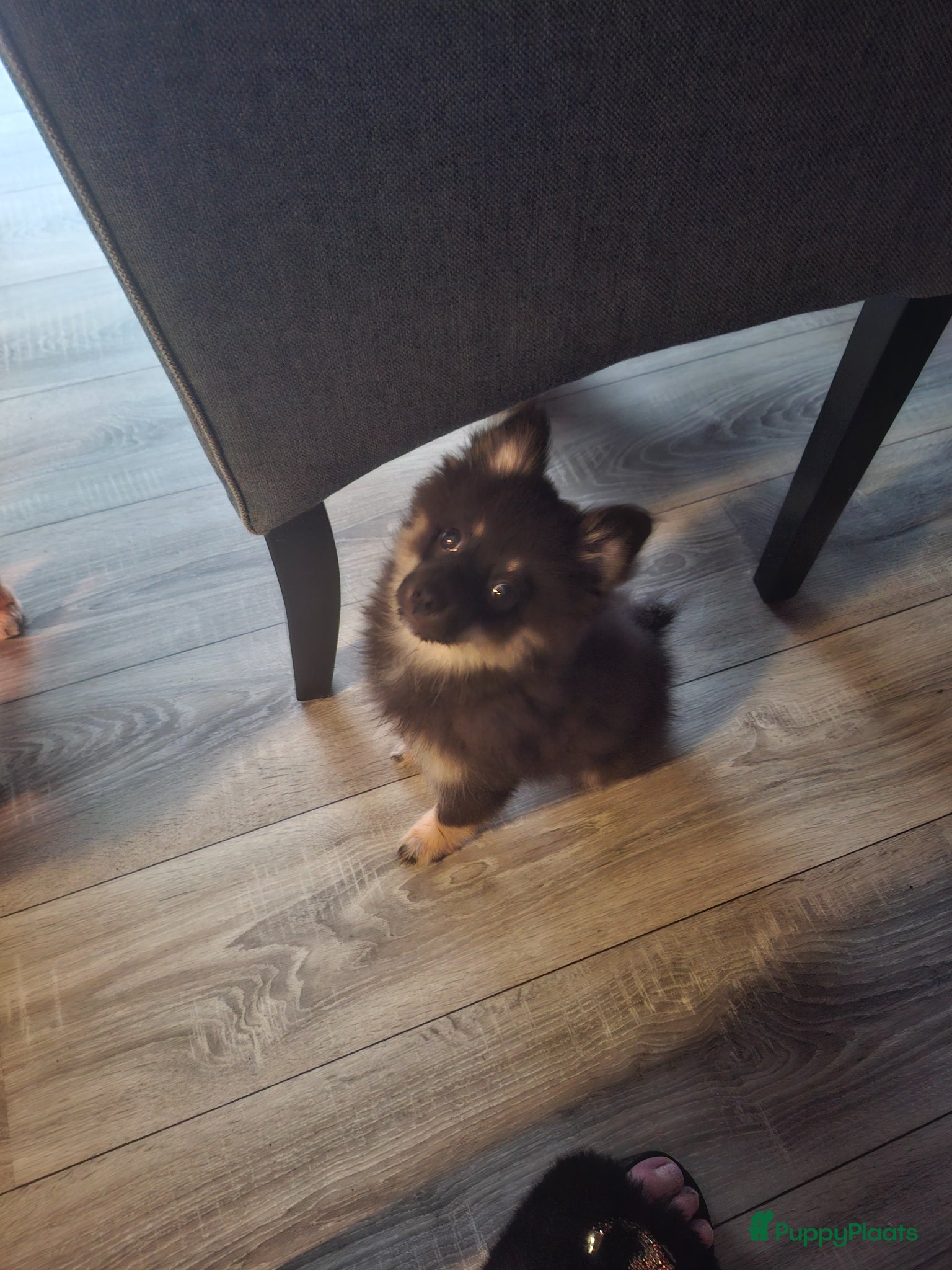 Kruising honden Black tan  - Advertentie 1