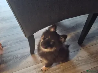 Kruising honden Black tan - Advertentie 1