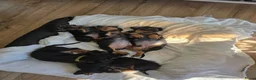 Teckel (korthaar)  honden te koop: Dwergteckel pups - Advertentie 6