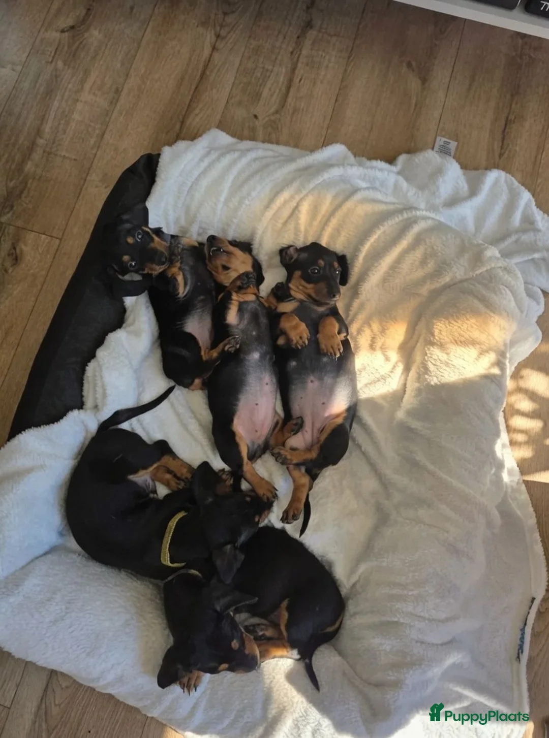 Teckel (korthaar)  honden te koop: Dwergteckel pups - Advertentie 6