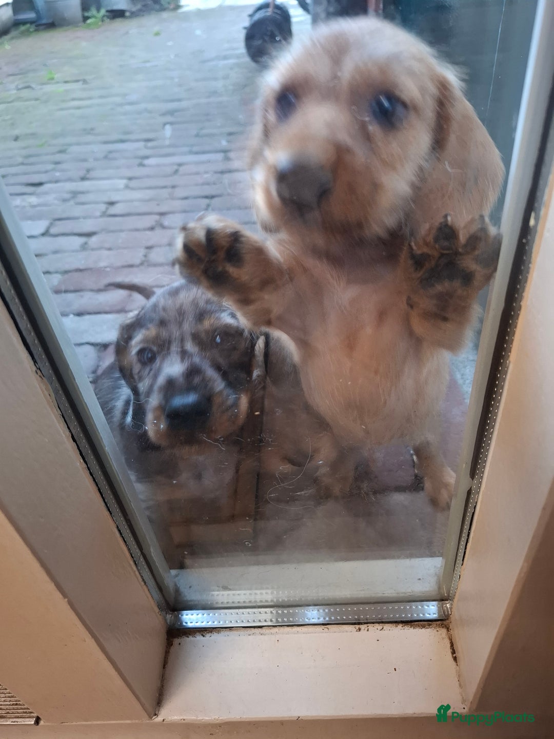 Ruwhaar Teckel honden te koop: Choco bruin teefje - Advertentie 4