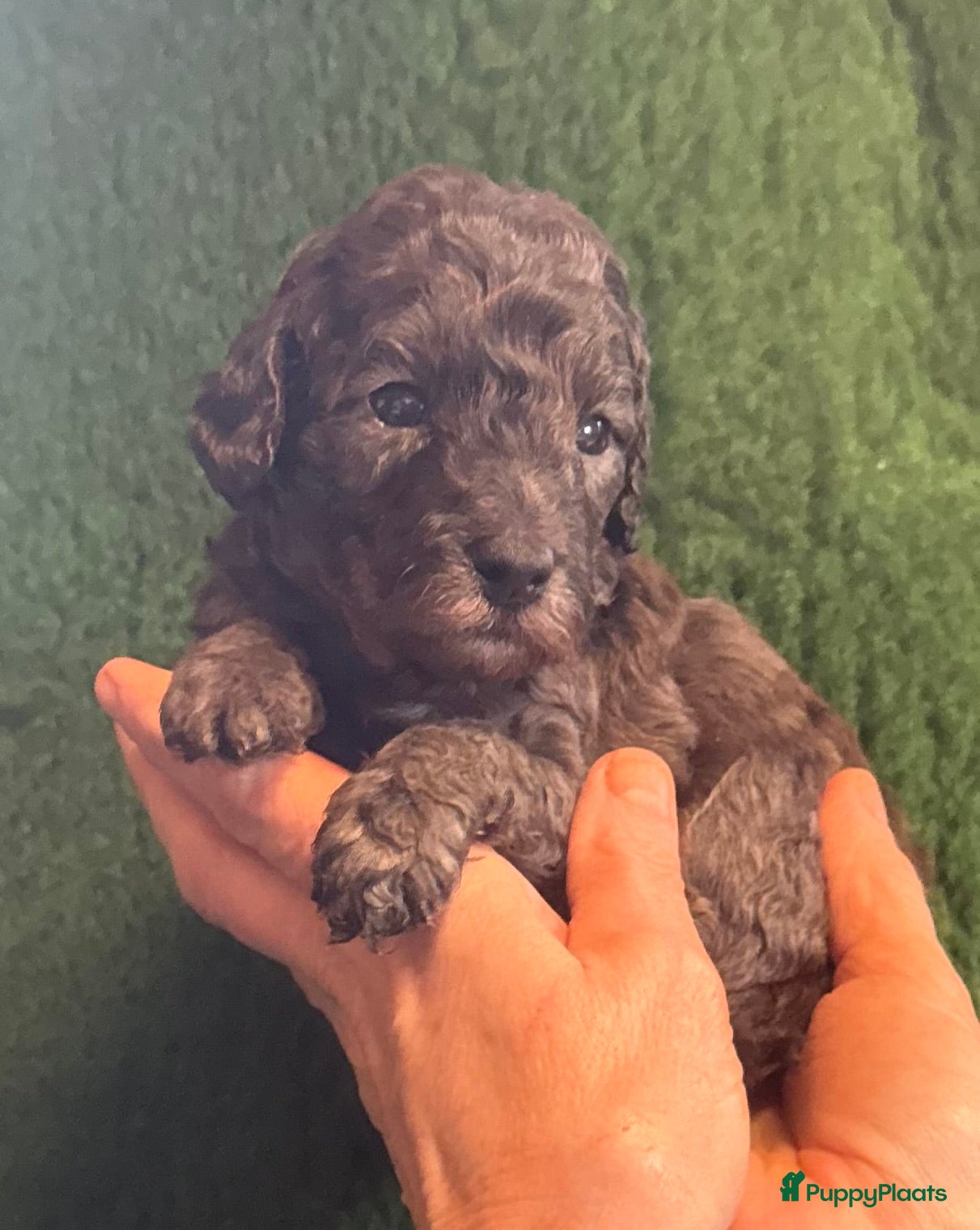 Australian Labradoodle honden Te koop mini Australian LAbradoodles - Advertentie 1