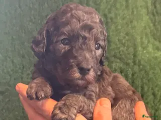 Australian Labradoodle honden Te koop mini Australian LAbradoodles - Advertentie 1