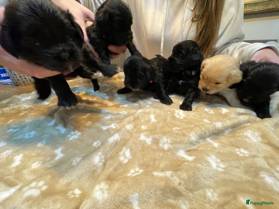 Kruising honden te koop: Boompoo pups, Boomer X Toy poedel - Advertentie 6