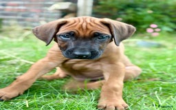 Rhodesian Ridgeback honden te koop: Prachtige en lieve ridgeback pups met stamboom - Afbeelding 4