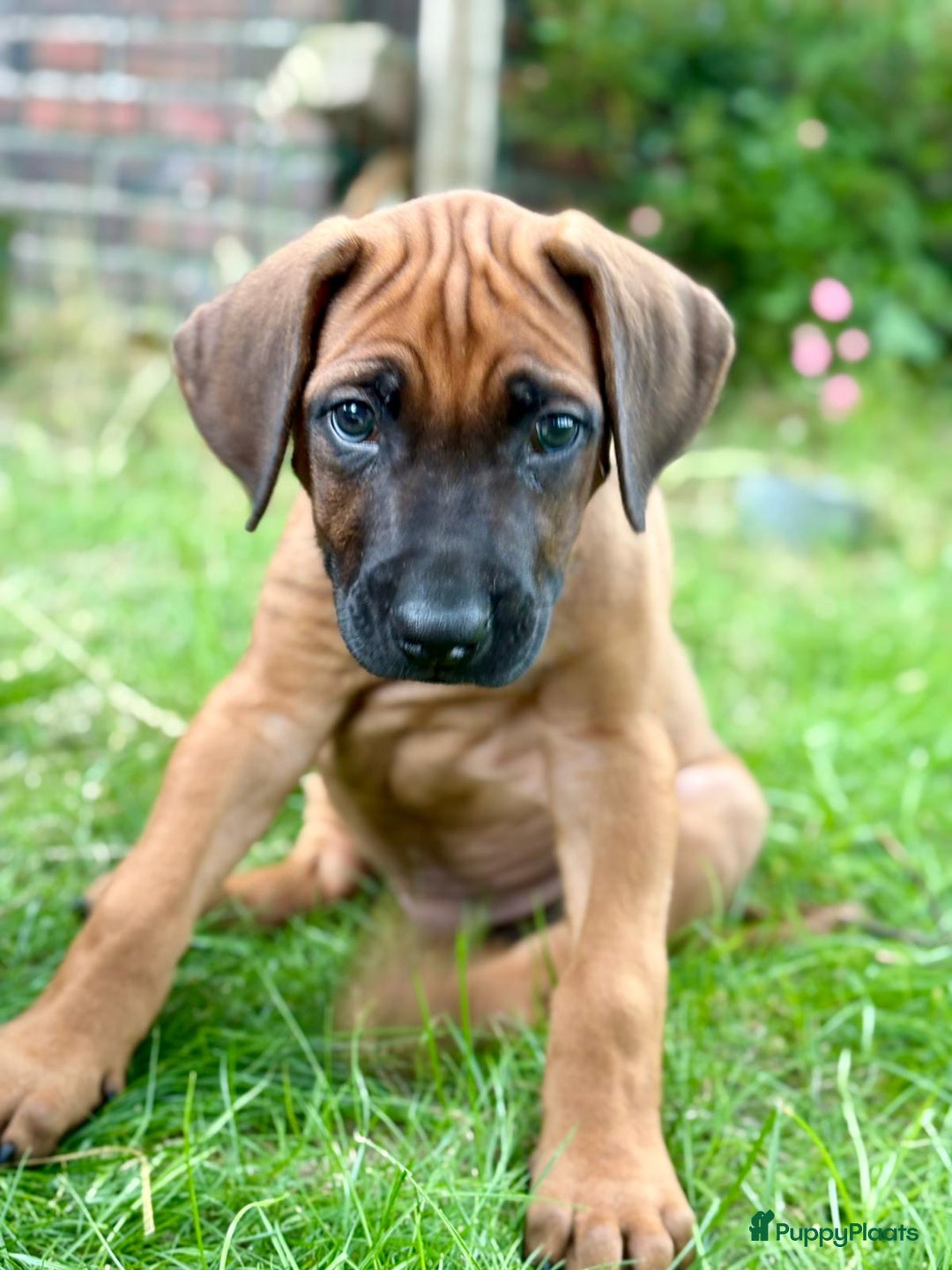 Rhodesian Ridgeback honden te koop: Prachtige en lieve ridgeback pups met stamboom - Afbeelding 4