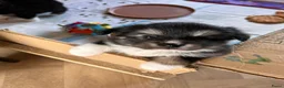 Pomsky honden te koop: 6 pomskys in Langeweg - Advertentie 24