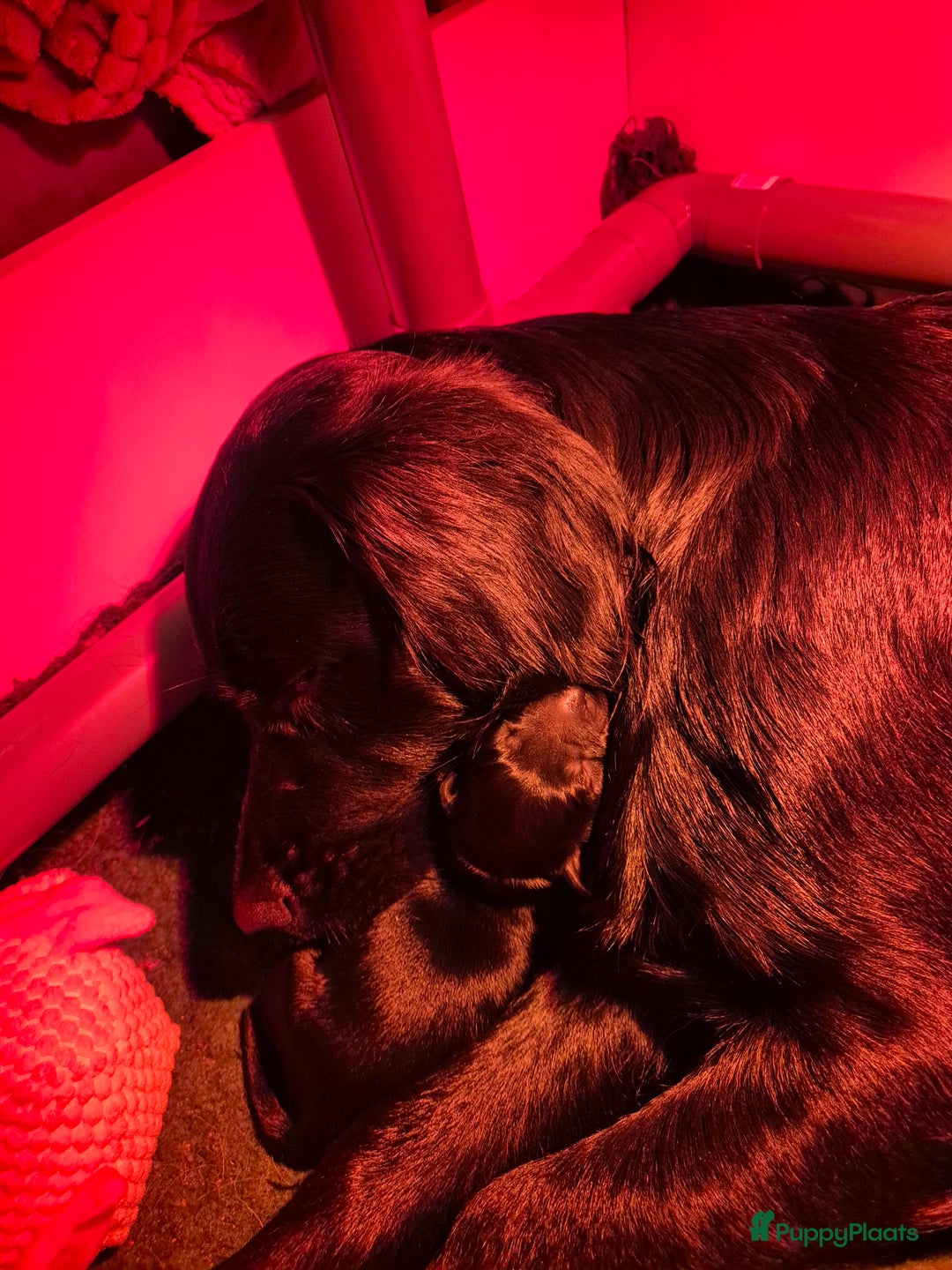 Golden Retriever honden te koop: Lieve golden Retriever puppies - Advertentie 10