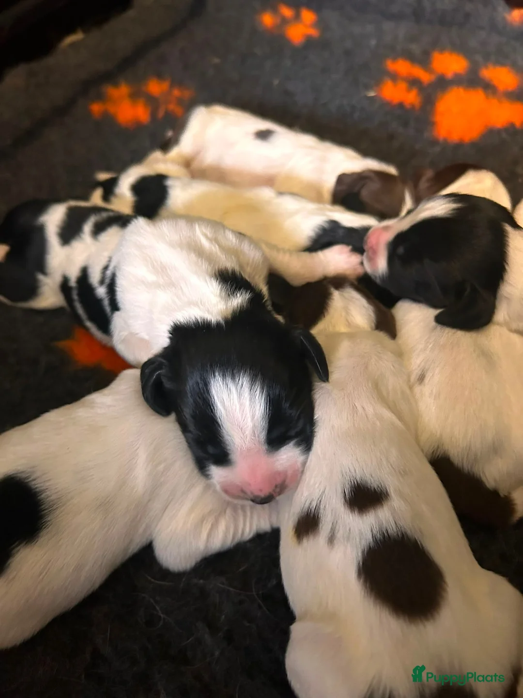 Engelse Springer Spaniel honden te koop: Engelse Springer Spaniel pups FCI stamboom - Advertentie 7