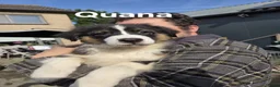 Australian Shepherd honden te koop: 🐾 Australian Shepherd pups, Super sociaal 🌸 - Advertentie 5