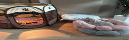 Shih Tzu honden te koop: Shih tzu pups  - Advertentie 9