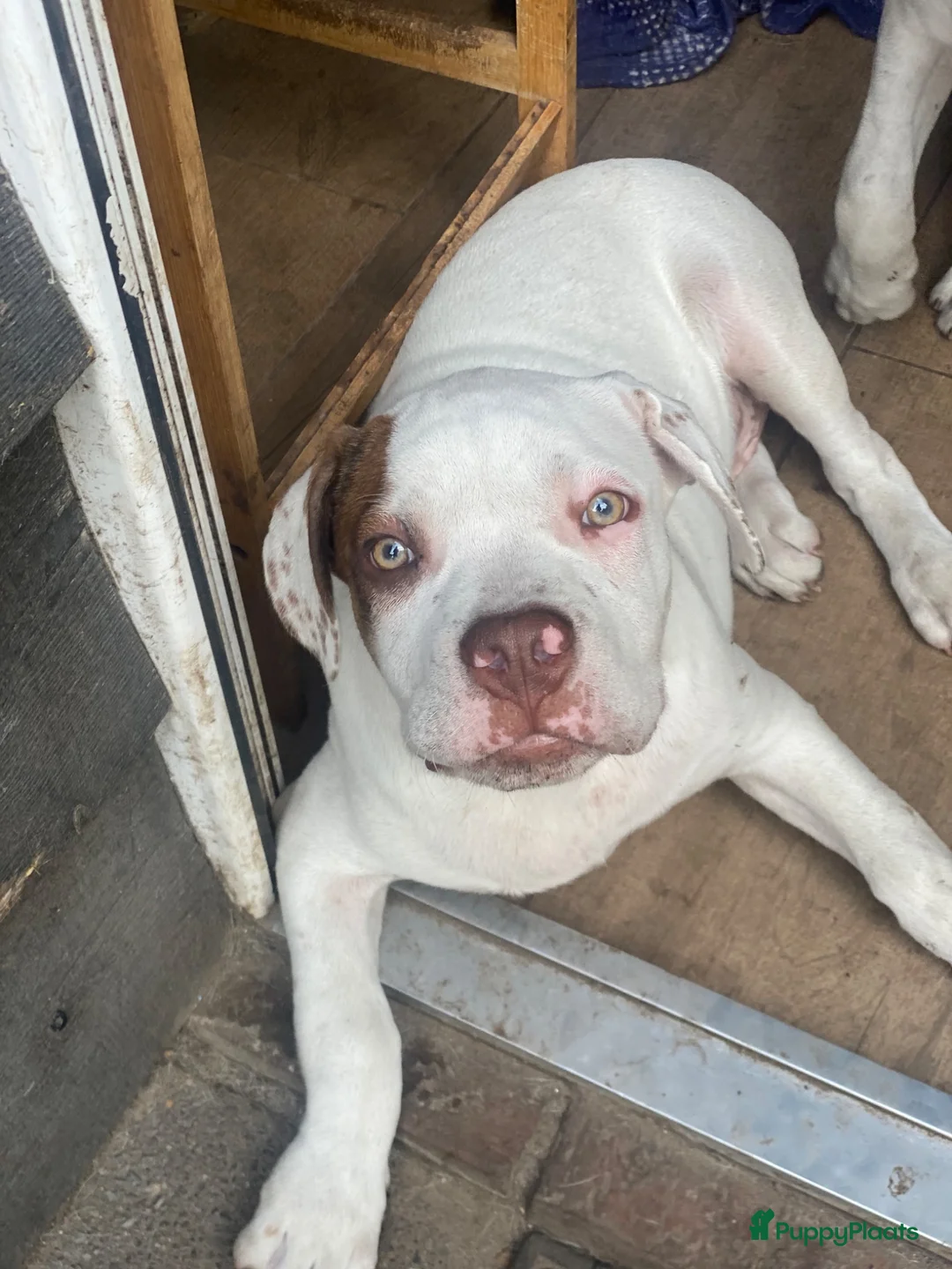 Kruising honden te koop: American pocket bully kruising  in Breda - Advertentie 6
