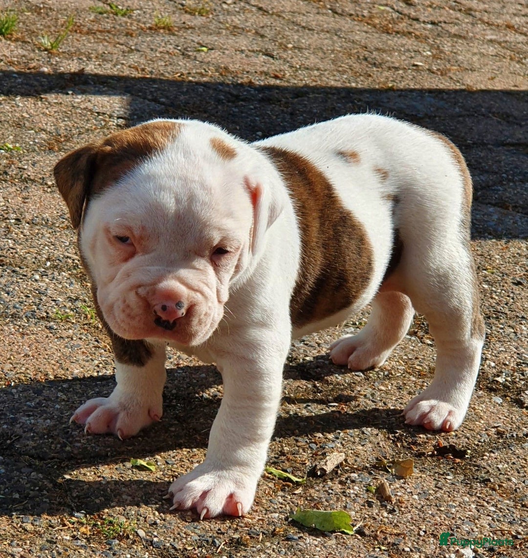 Amerikaanse Bulldog honden te koop: Supermooie Amerikaanse bulldog pups met stamboom - Afbeelding 3