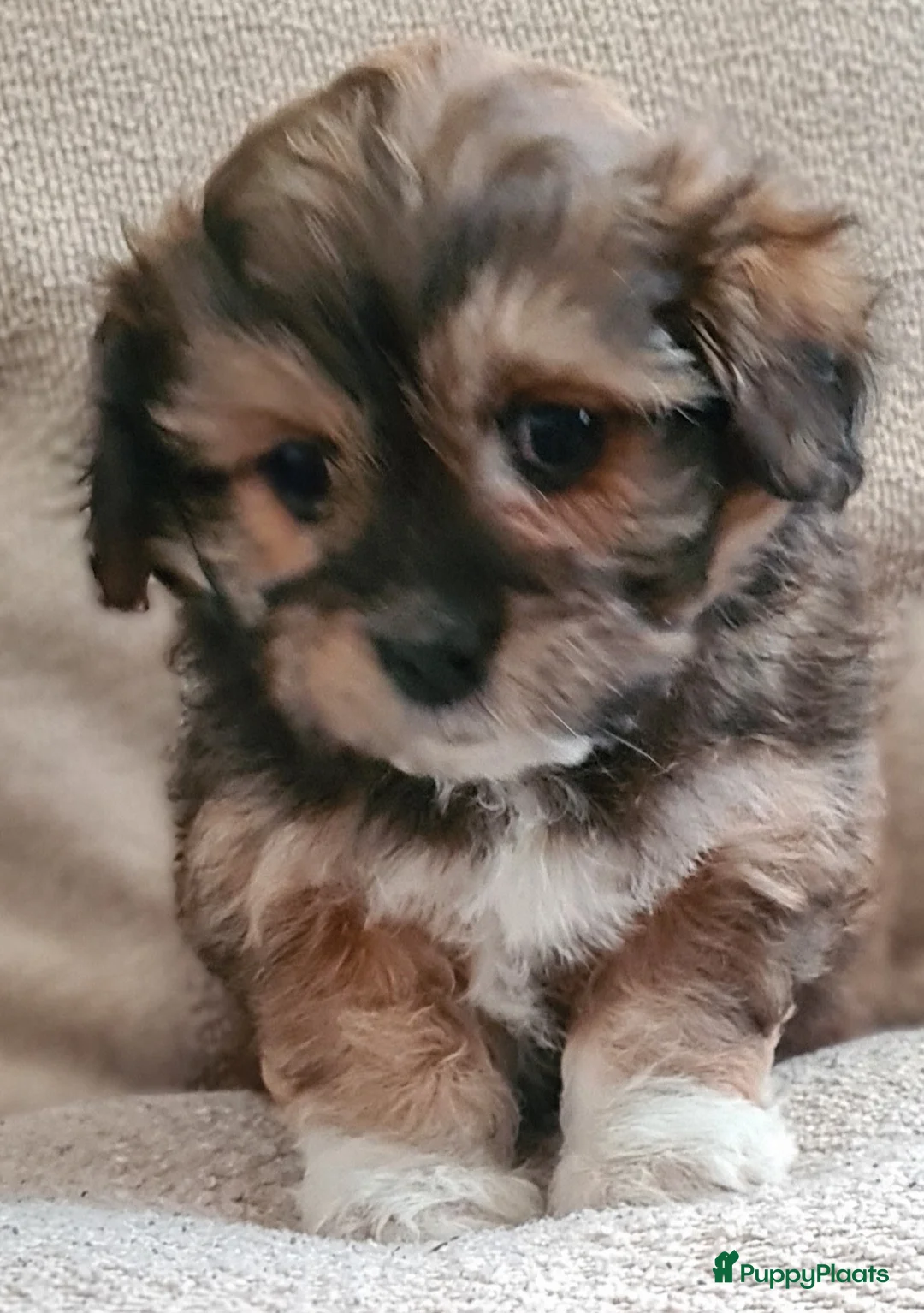 Maltipom honden te koop: Prachtig Lieve,shipom in ons gezin opgegroeid - Advertentie 9