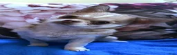 Chihuahua honden te koop: Chihuahua teefje isabelle husky - Advertentie 3